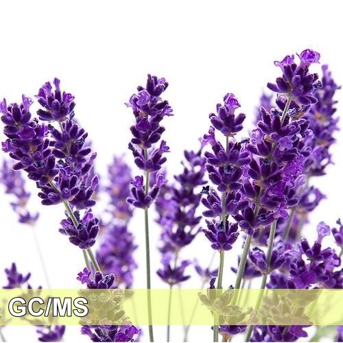 Lavender-保加利亞真薰衣草
